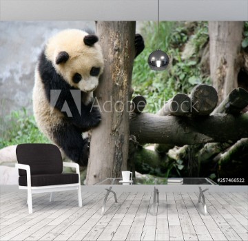 Image de Giant panda